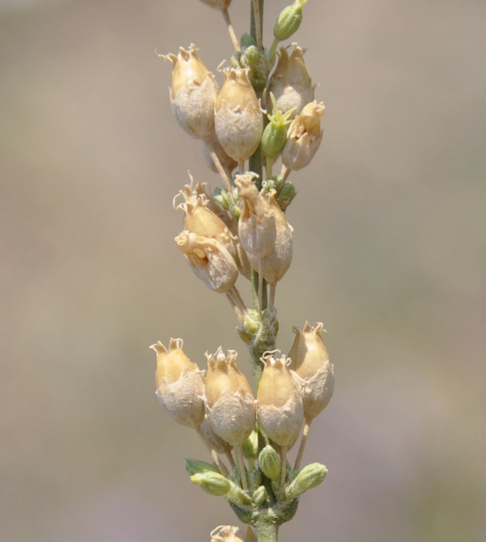 Image of Silene exaltata specimen.