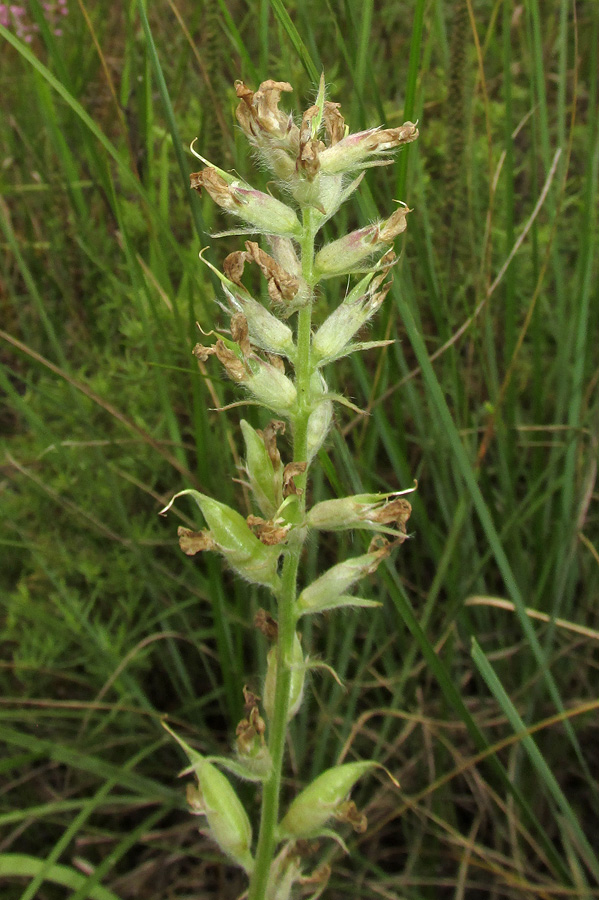 Изображение особи Oxytropis campanulata.