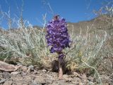 Orobanche amoena форма colossea. Цветущее растение, паразитирующее на Artemisia. Казахстан, Сев. Тянь-Шань, плато Сюгаты, переходящее в южные подножья гор Богуты. 27 мая 2017 г.