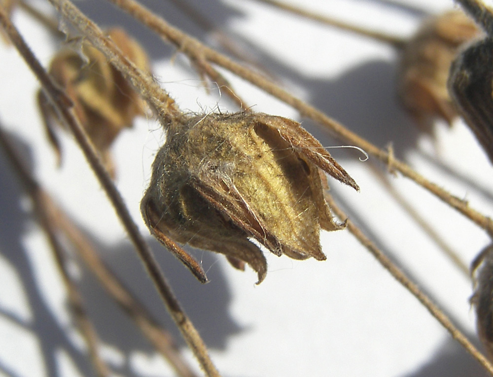 Image of Potentilla agrimonioides specimen.