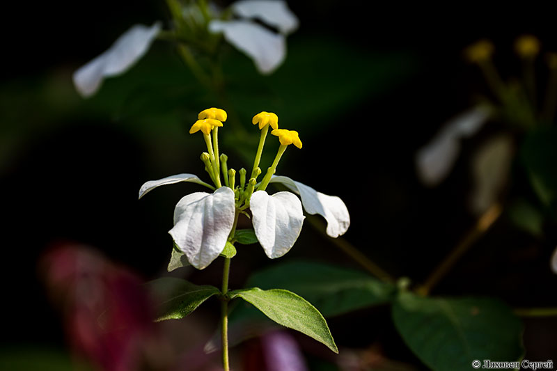 Image of genus Mussaenda specimen.