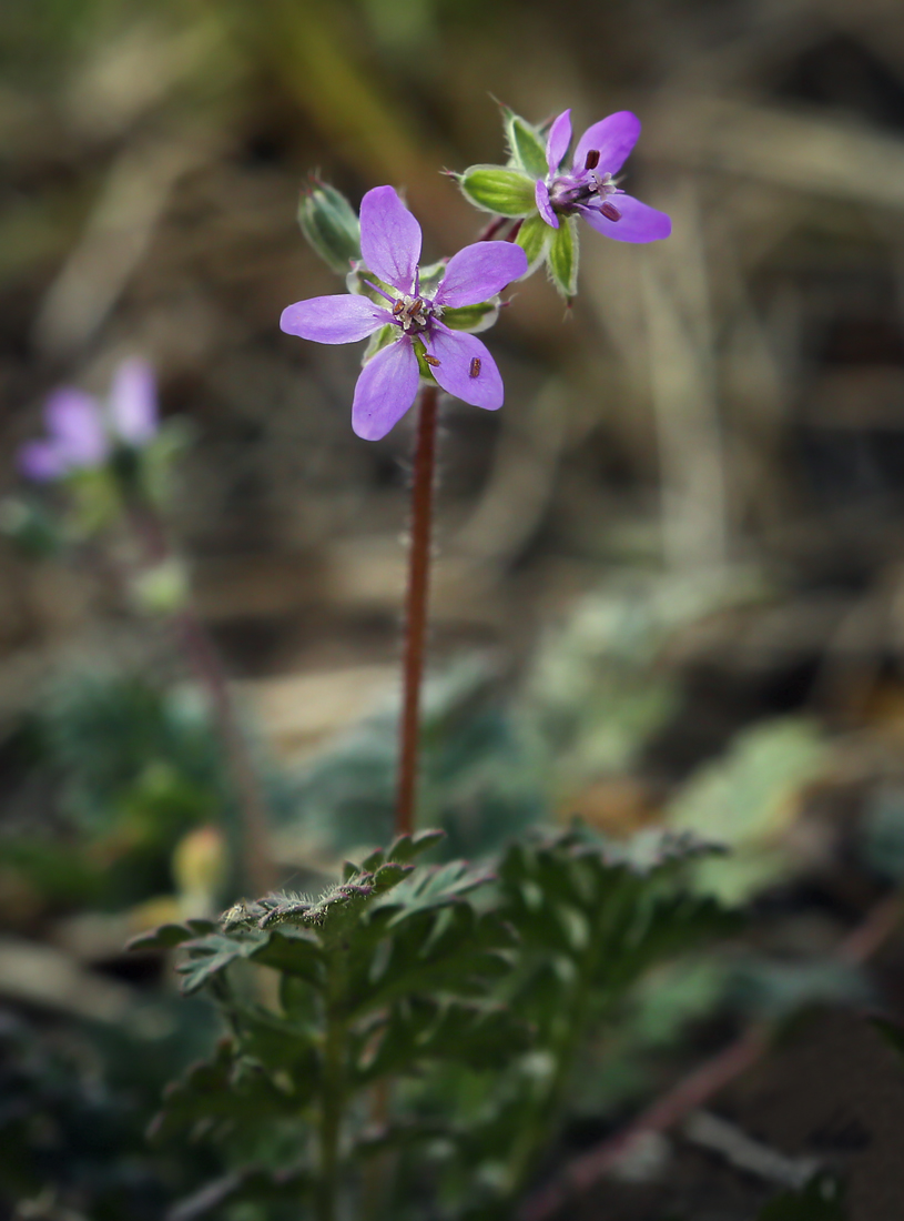 Изображение особи Erodium cicutarium.