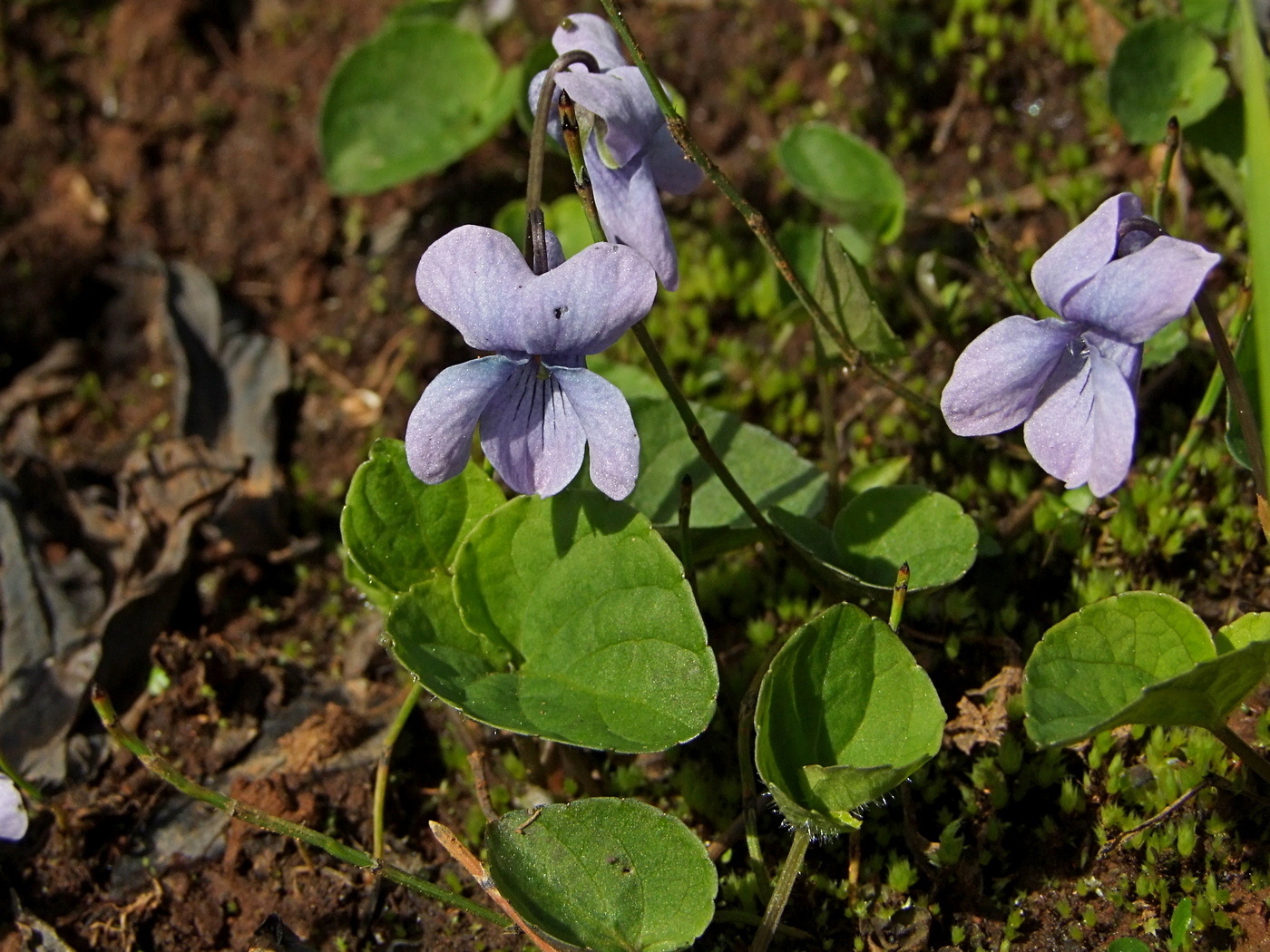 Image of Viola epipsiloides specimen.