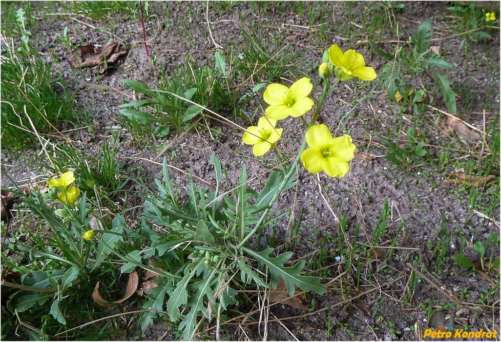 Image of Diplotaxis tenuifolia specimen.