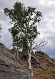 Betula platyphylla. Взрослое дерево. Монголия, аймак Туве, окр. г. Эрдэнэсант, ≈ 1400 м н.у.м., у подножия скал. 01.06.2017.
