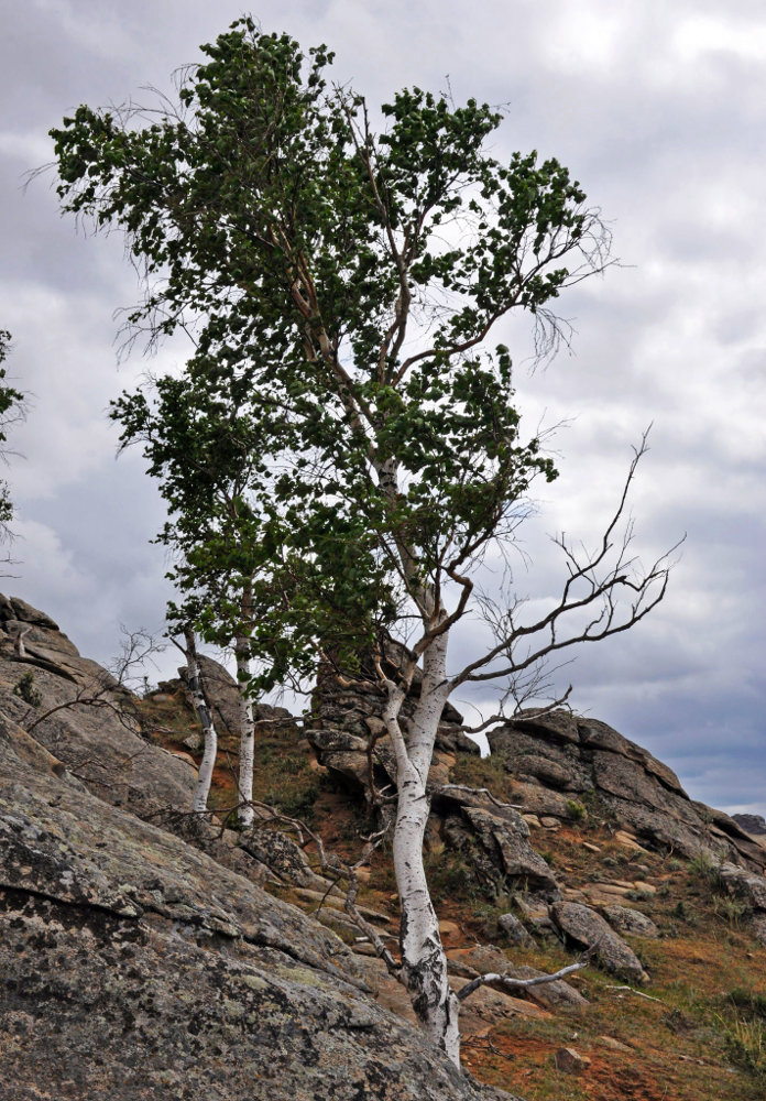 Image of Betula platyphylla specimen.