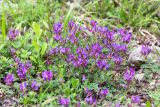 Astragalus humifusus