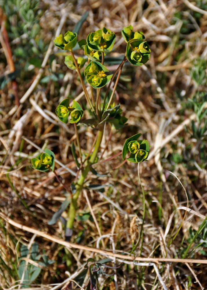 Изображение особи Euphorbia borealis.