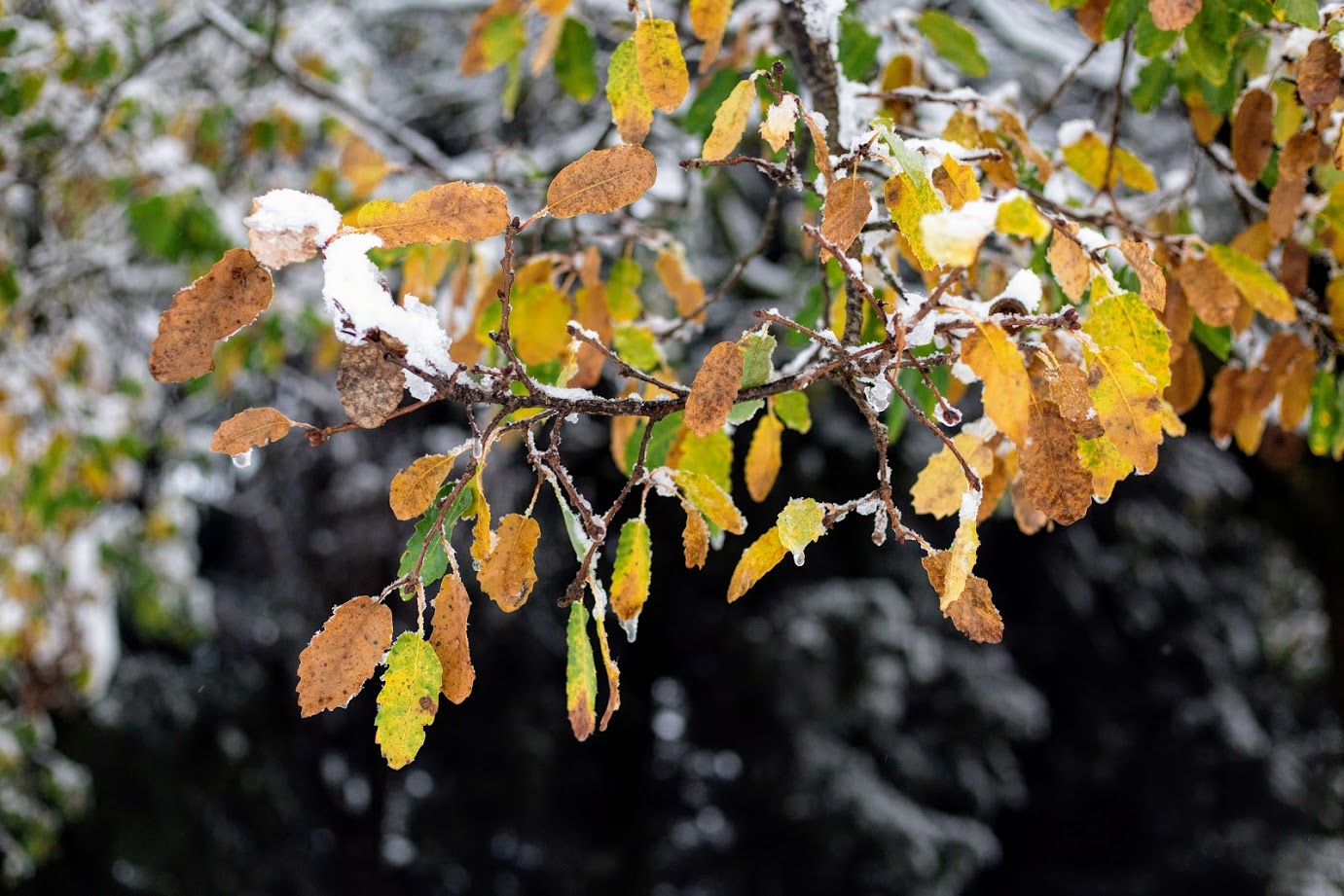 Image of Quercus boissieri specimen.