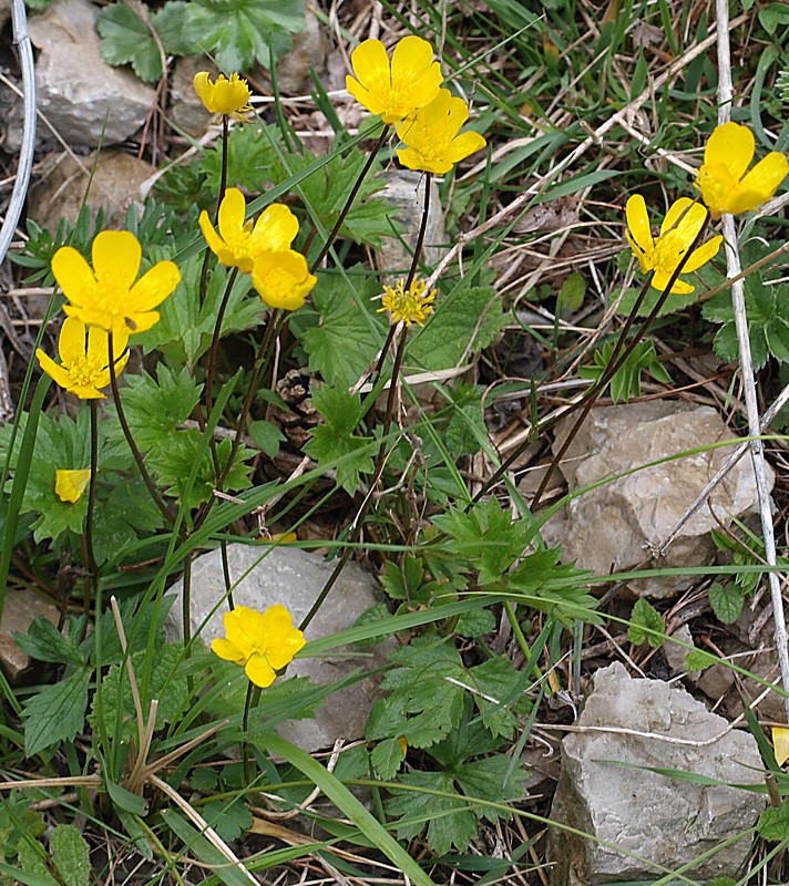 Image of genus Ranunculus specimen.