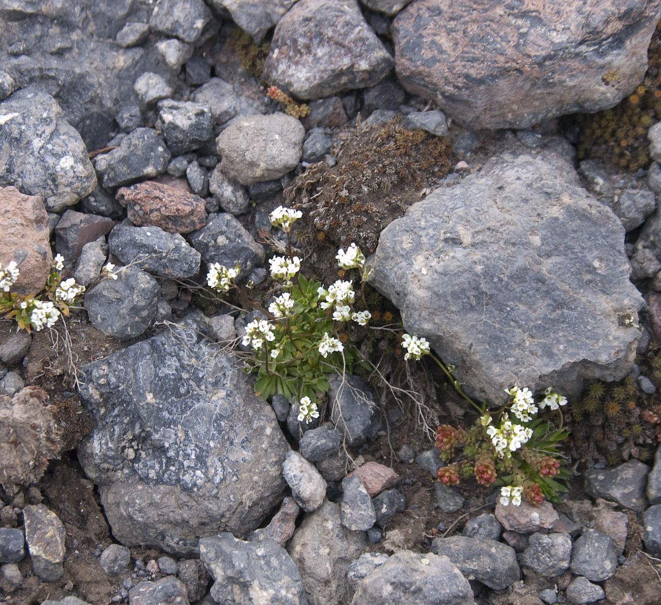 Изображение особи Draba supranivalis.