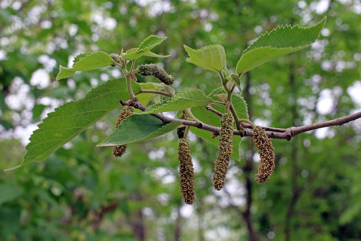 Image of Broussonetia papyrifera specimen.