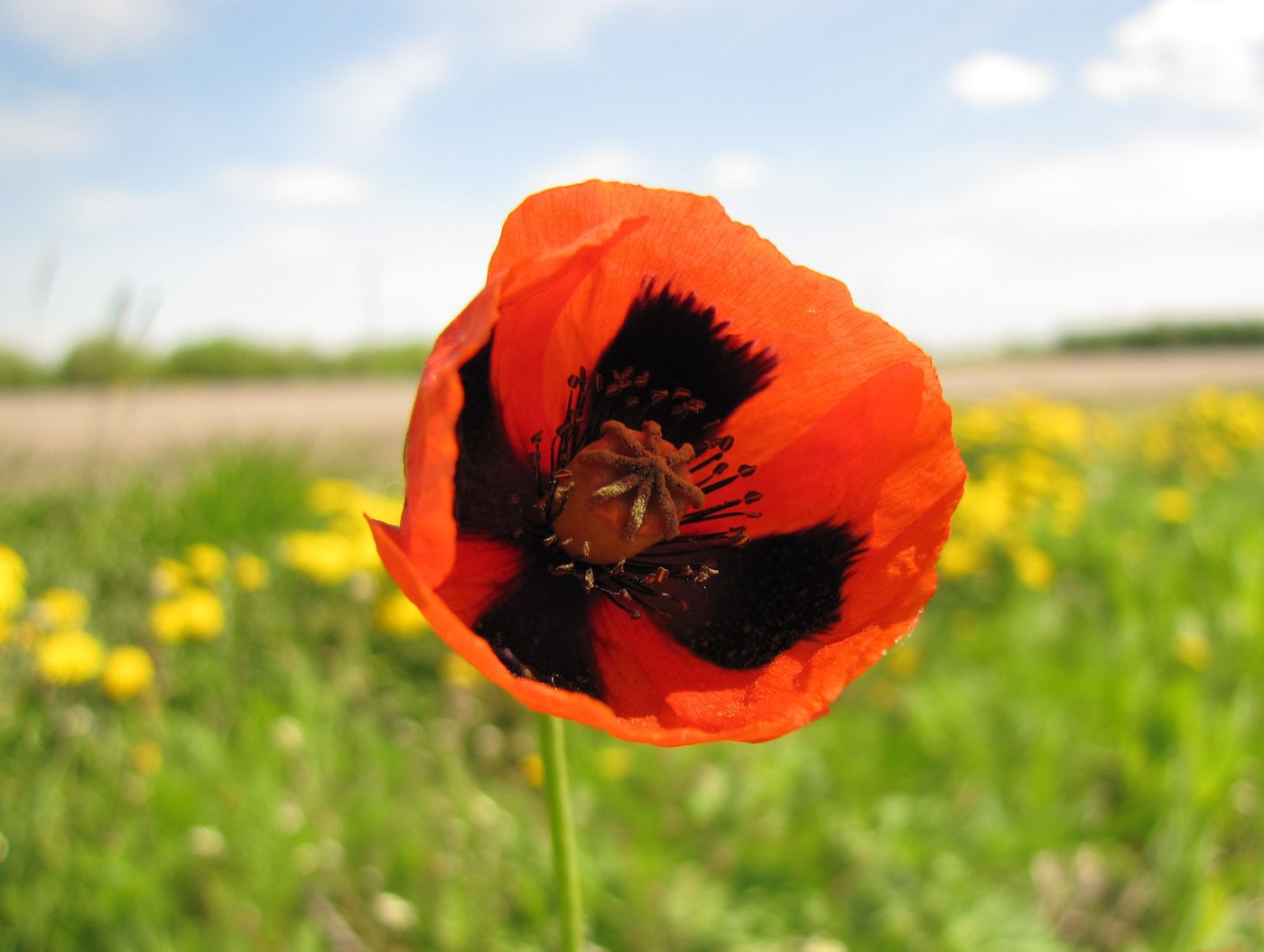 Изображение особи Papaver stevenianum.