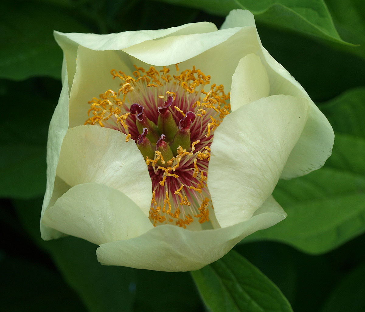 Изображение особи Paeonia macrophylla.