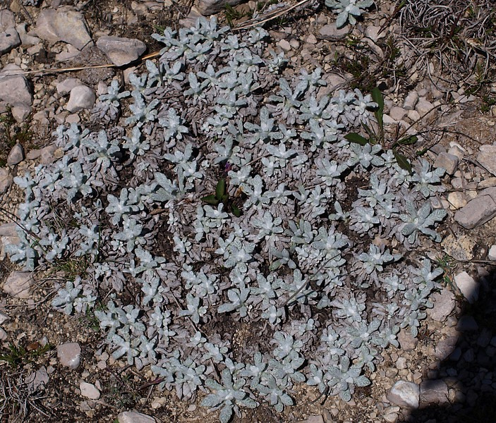 Image of Salvia canescens specimen.