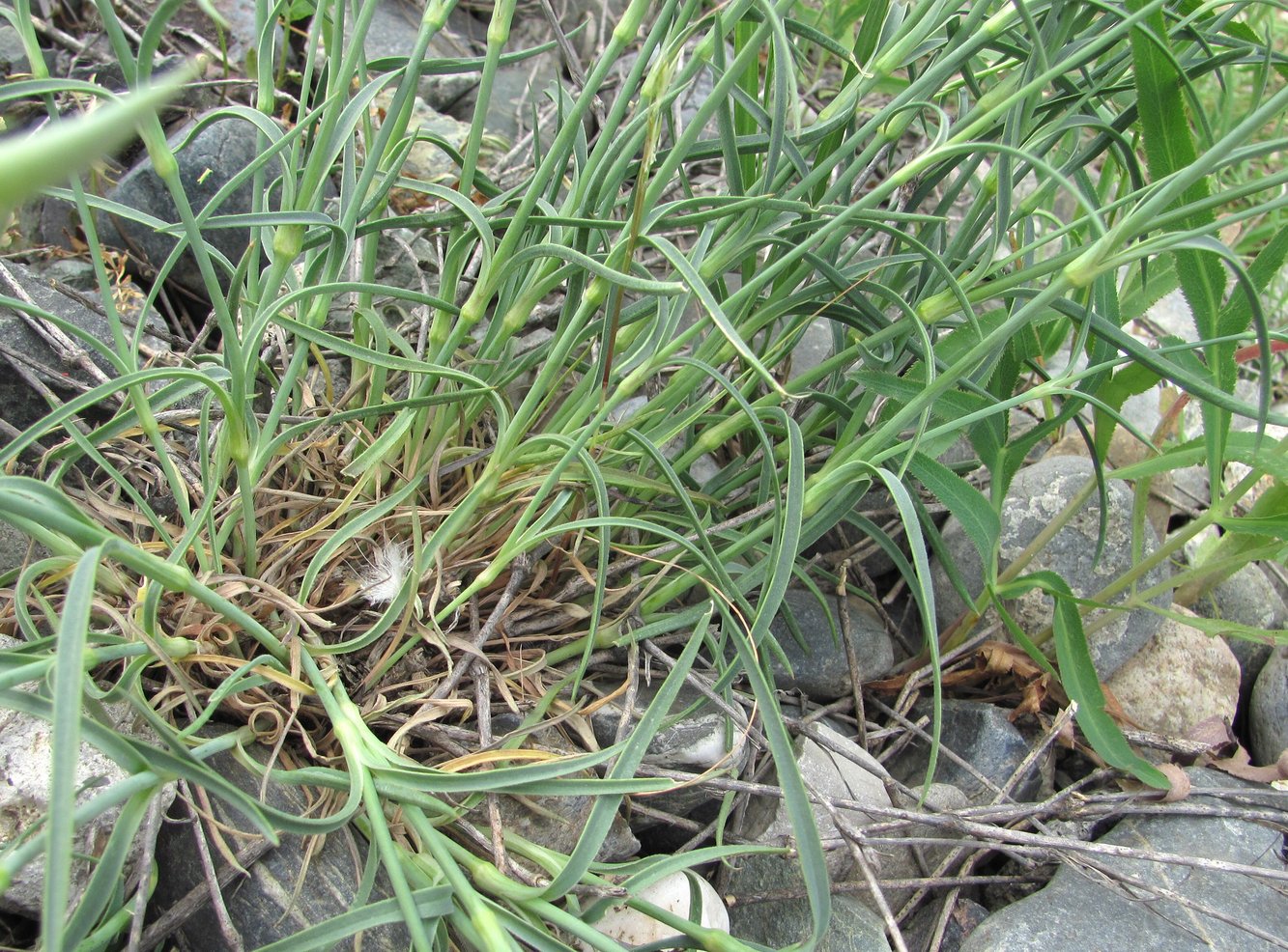 Image of Dianthus lanceolatus specimen.