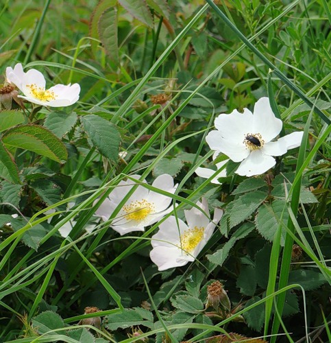 Image of genus Rosa specimen.