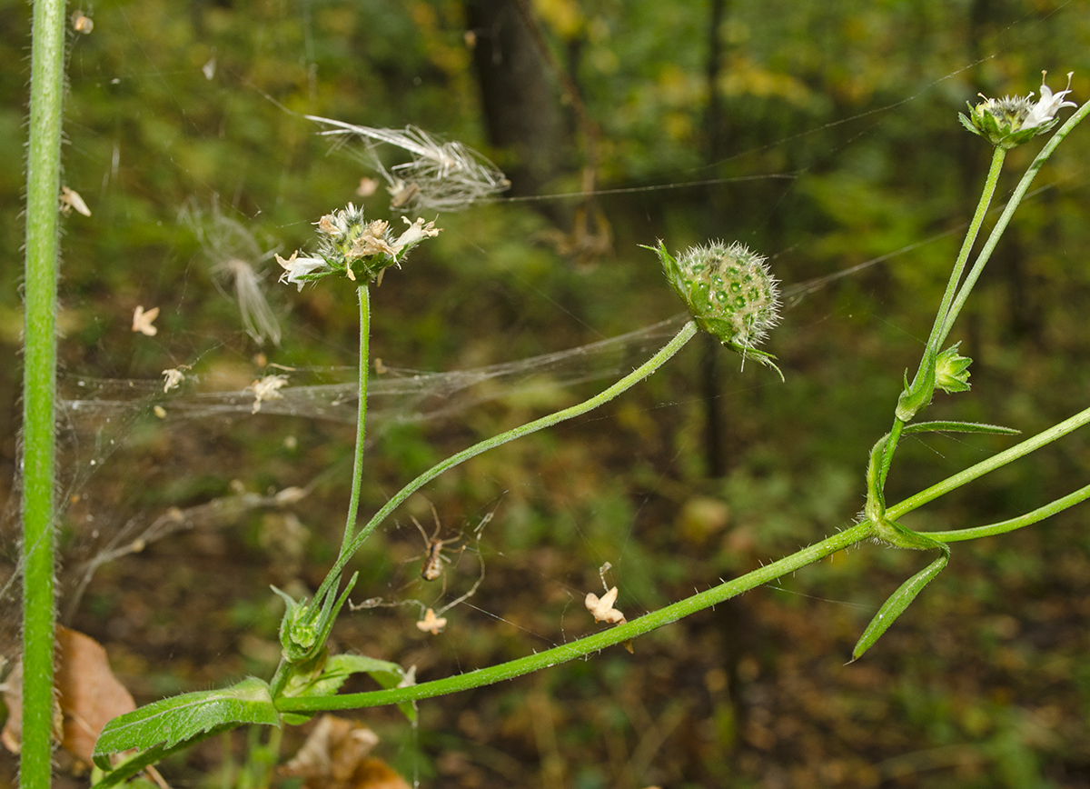 Image of Knautia tatarica specimen.