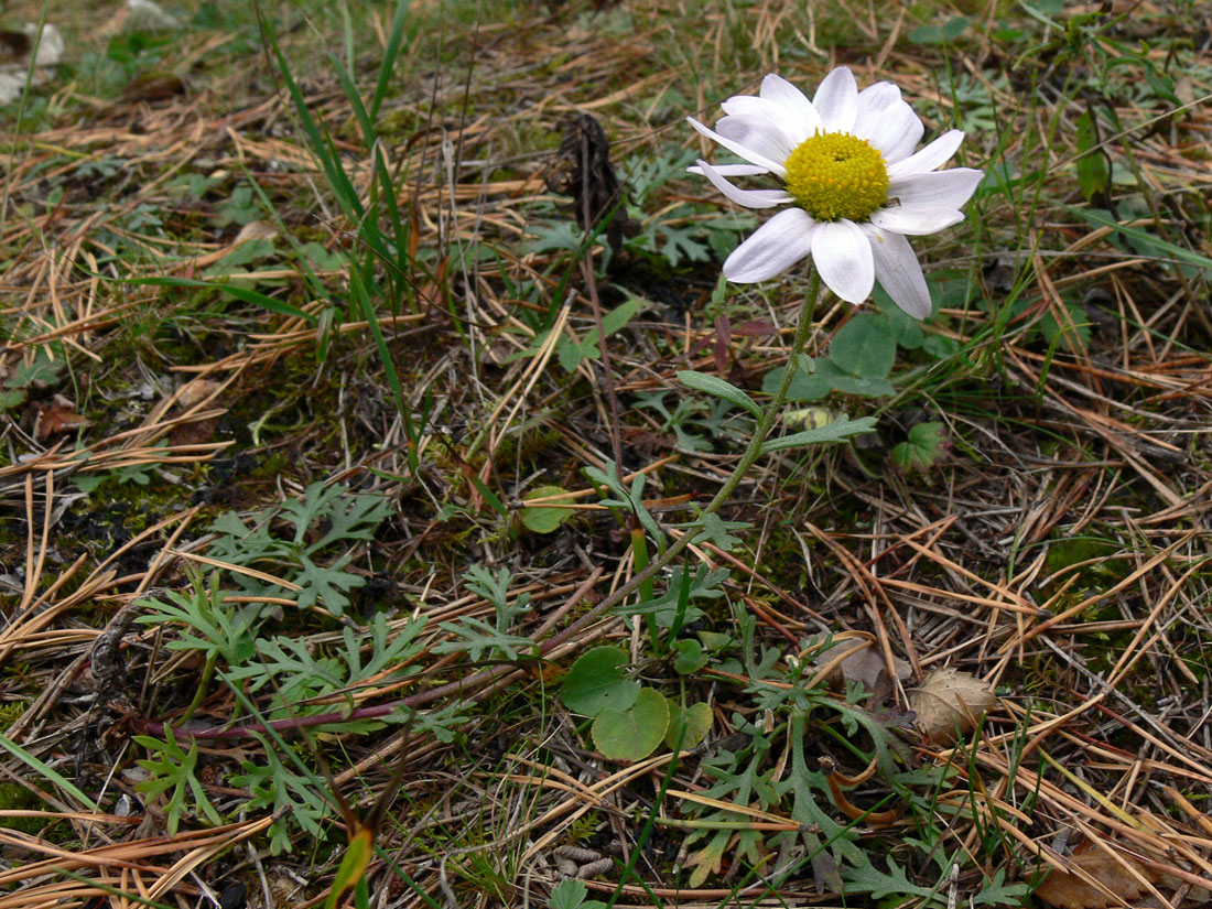 Image of Chrysanthemum zawadskii specimen.