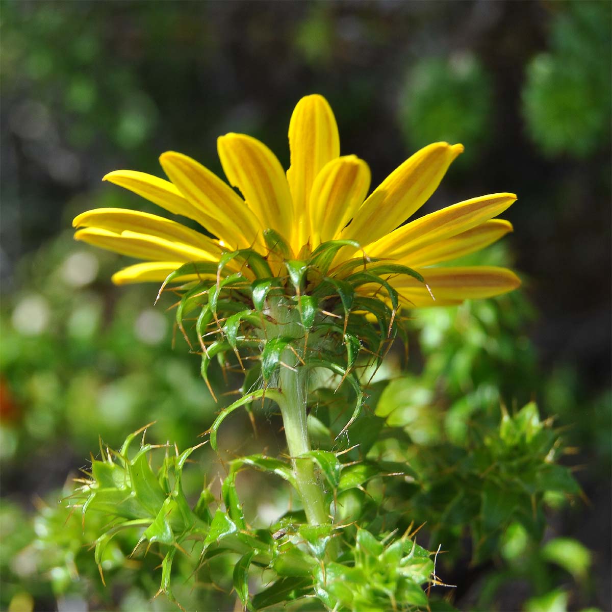 Image of Cullumia setosa specimen.