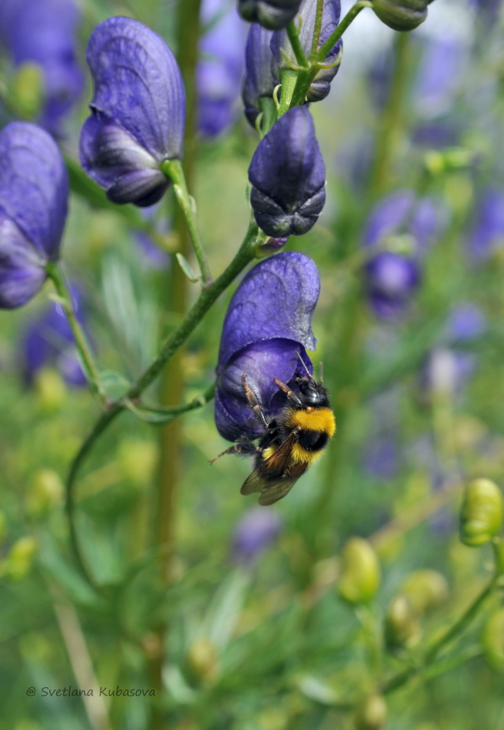 Image of Aconitum &times; stoerkianum specimen.