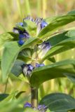 Gentiana cruciata