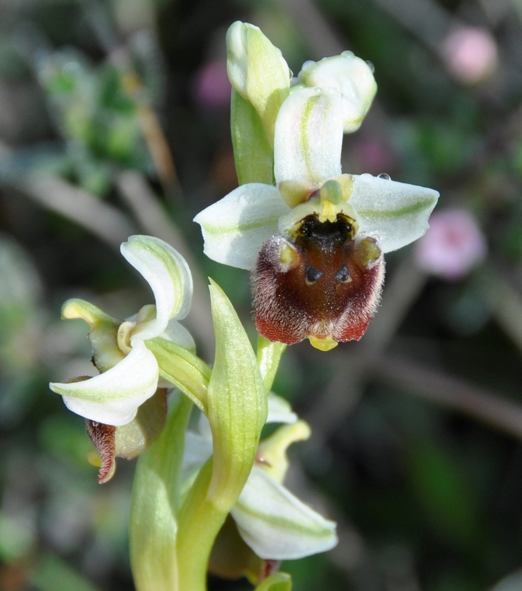 Image of Ophrys bornmuelleri specimen.