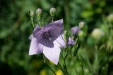 Platycodon grandiflorus