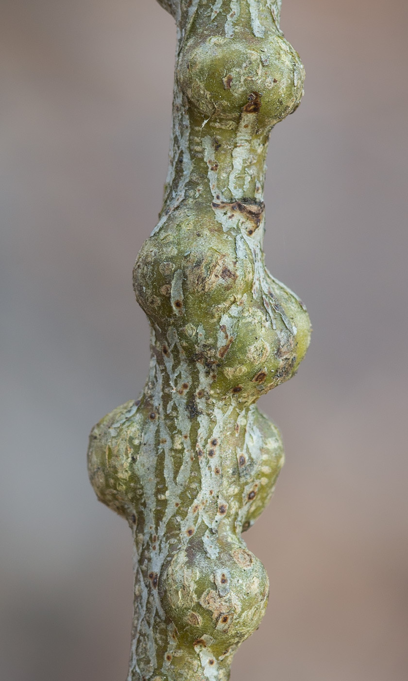 Image of Chamaecytisus ruthenicus specimen.