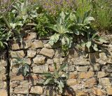 Verbascum gnaphalodes