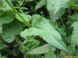 Смотреть изображение Bistorta officinalis