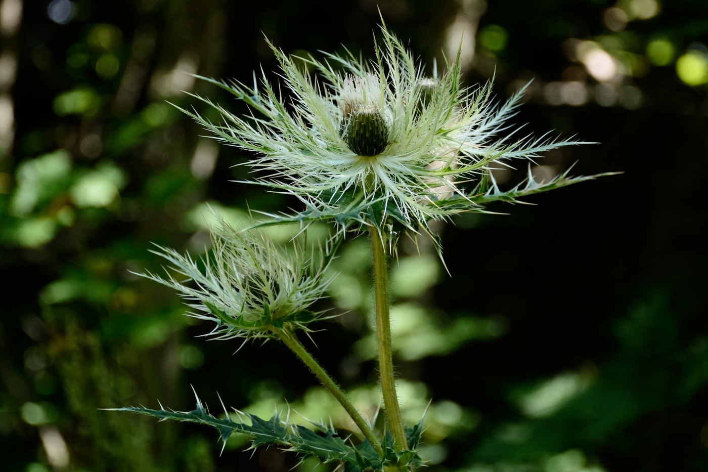 Изображение особи Cirsium obvallatum.