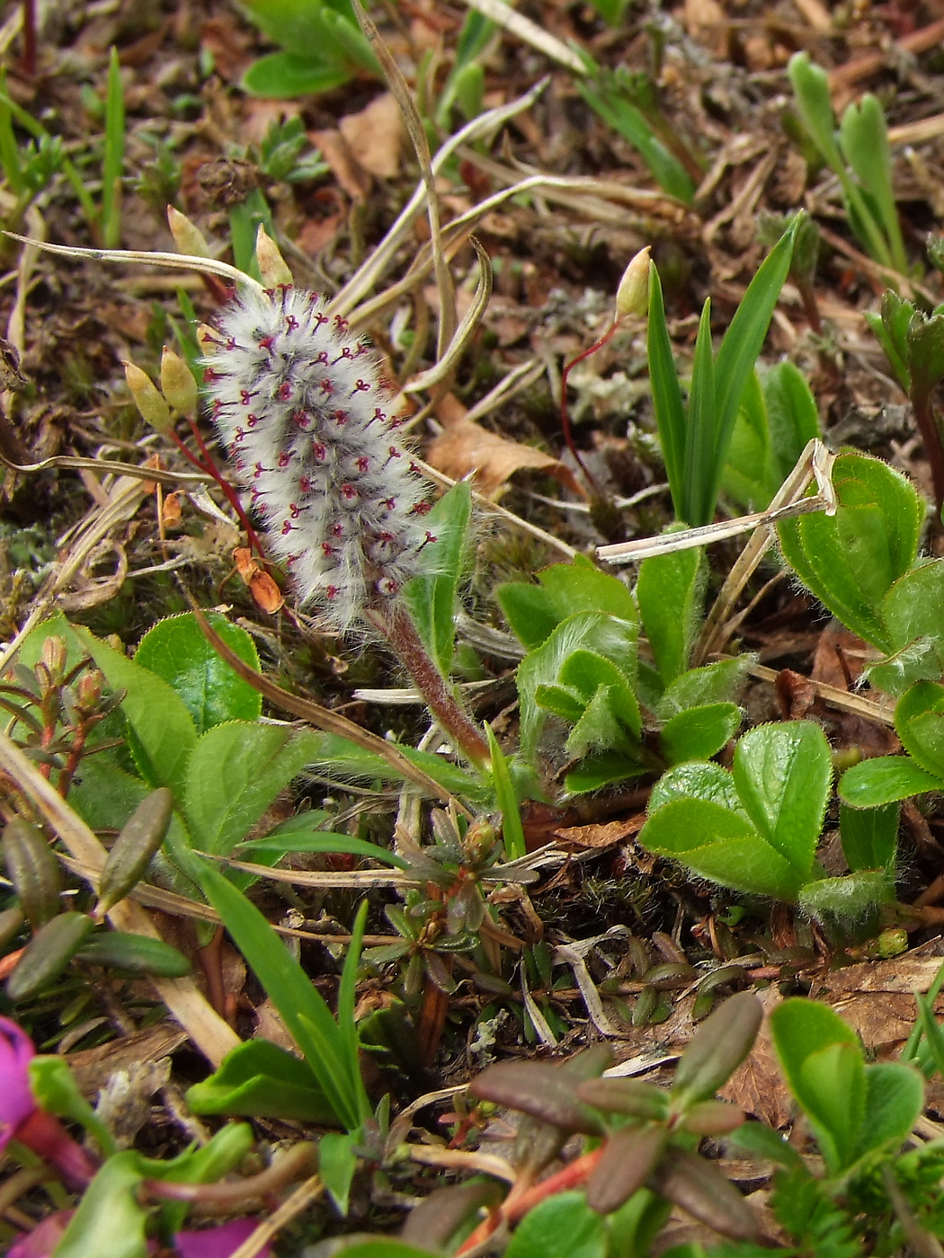 Image of Salix chamissonis specimen.