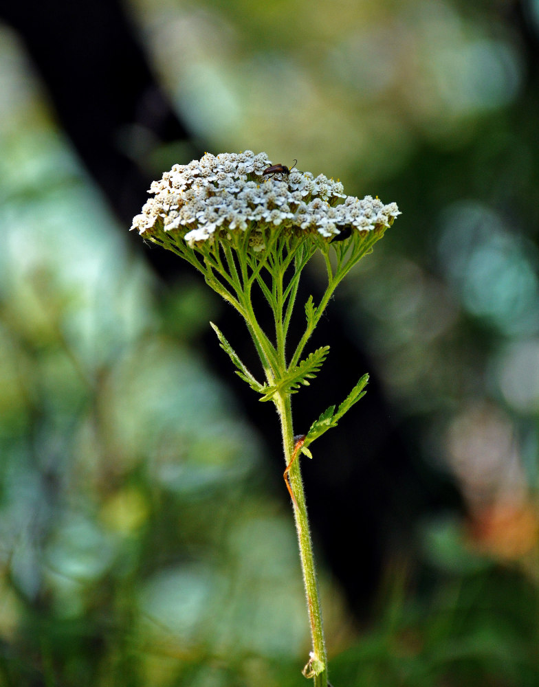 Image of genus Achillea specimen.