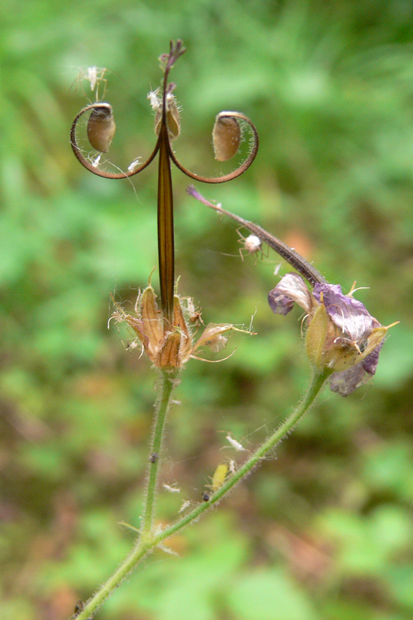 Image of Geranium sylvaticum specimen.