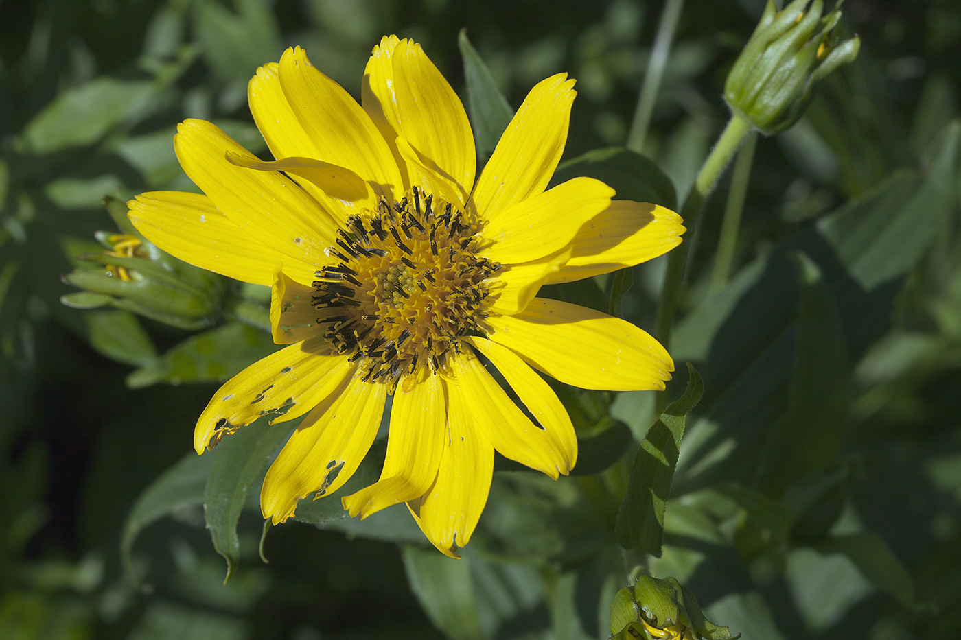 Изображение особи Arnica sachalinensis.