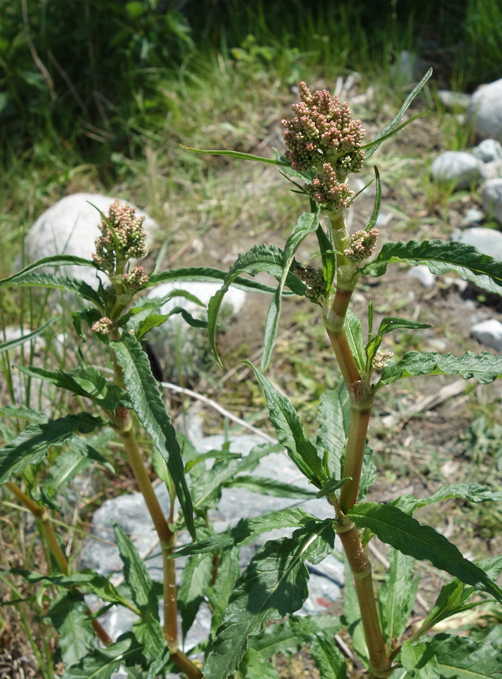 Изображение особи Aconogonon alpinum.