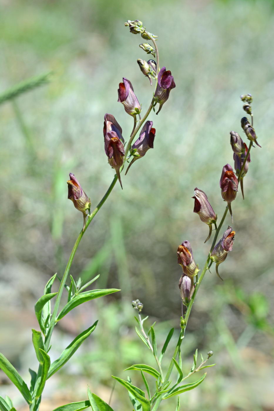 Image of Linaria hepatica specimen.