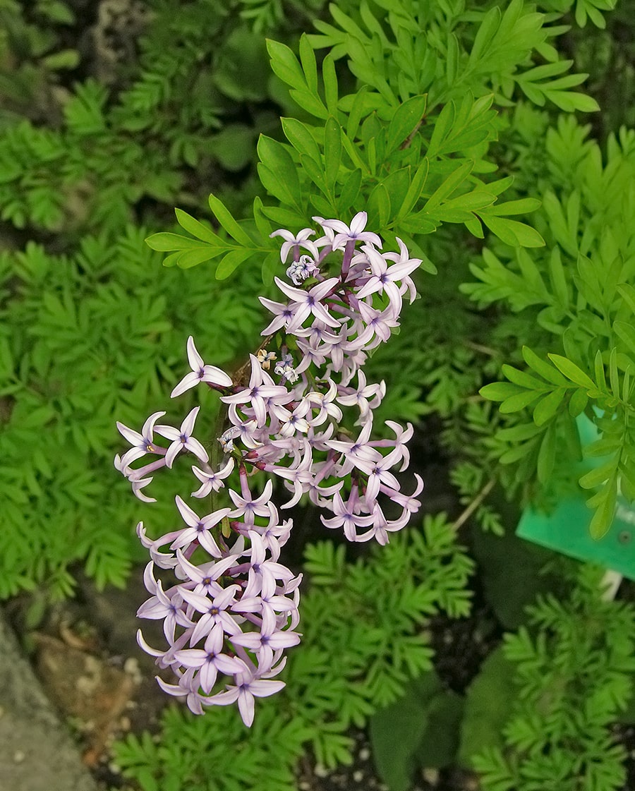 Image of Syringa protolaciniata specimen.