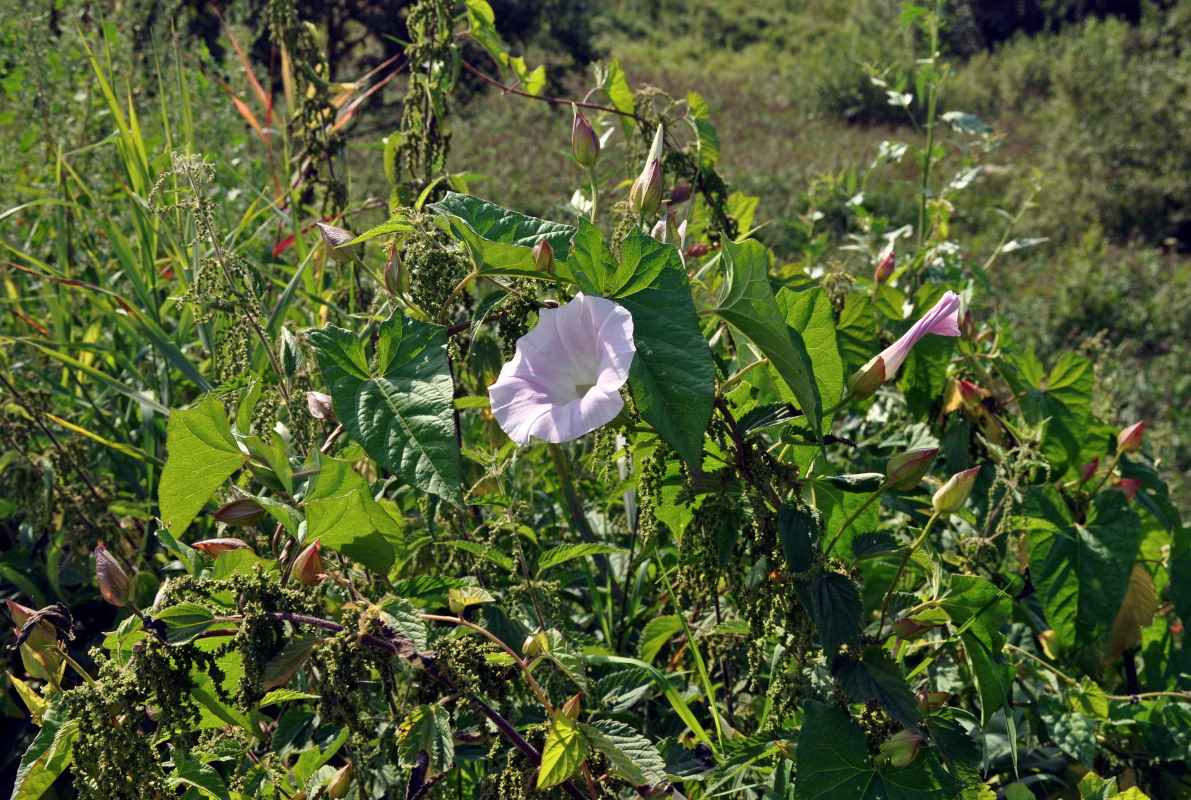 Изображение особи Calystegia spectabilis.