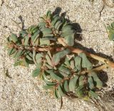 Euphorbia peplis. Растение на ракушечном пляже. Краснодарский край, берег Ясенского залива у Ханского озера. 27.09.2010.