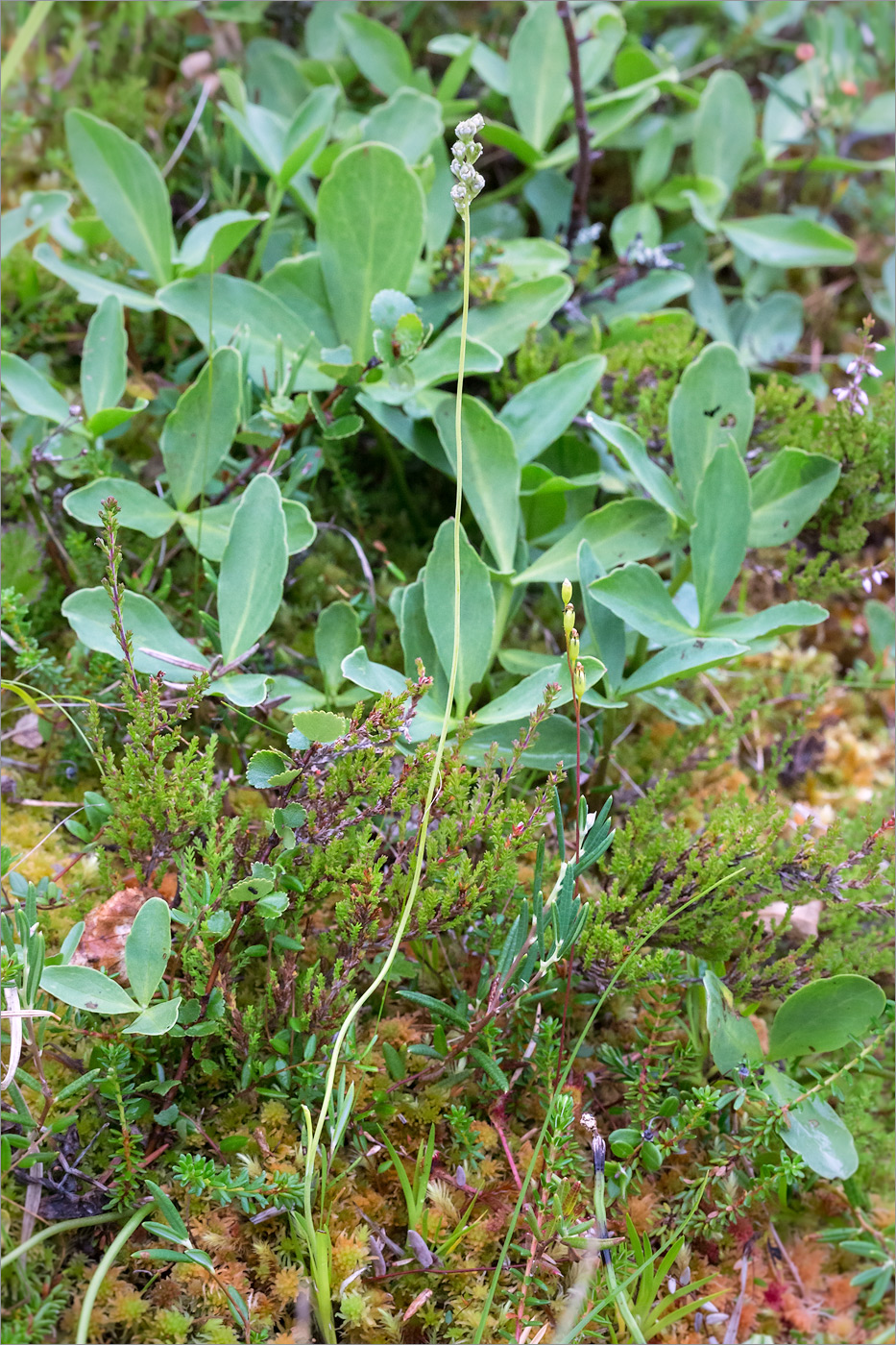 Image of Tofieldia pusilla specimen.