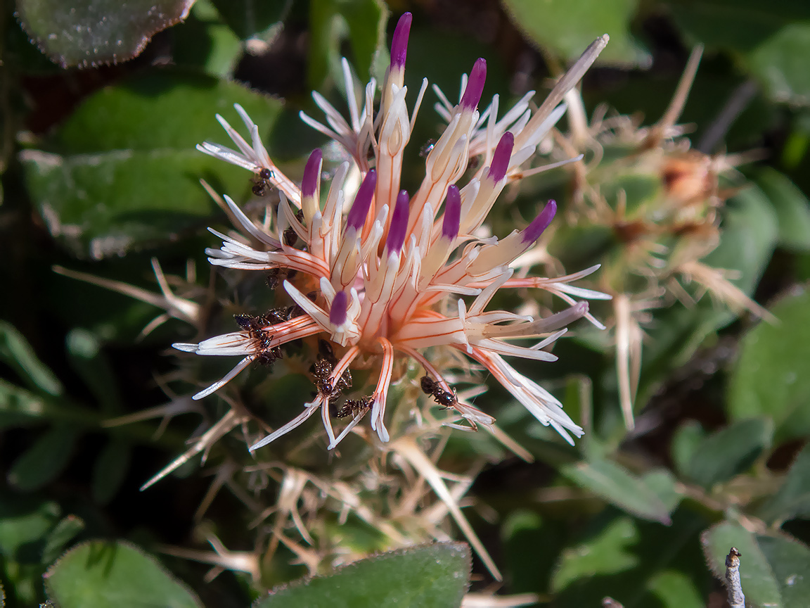 Image of Centaurea raphanina ssp. mixta specimen.