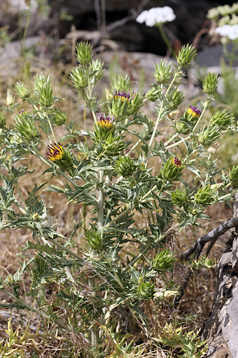 Image of Cousinia minkwitziae specimen.