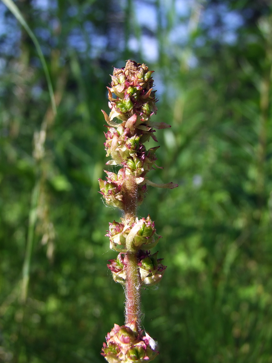 Изображение особи Micranthes hieraciifolia.