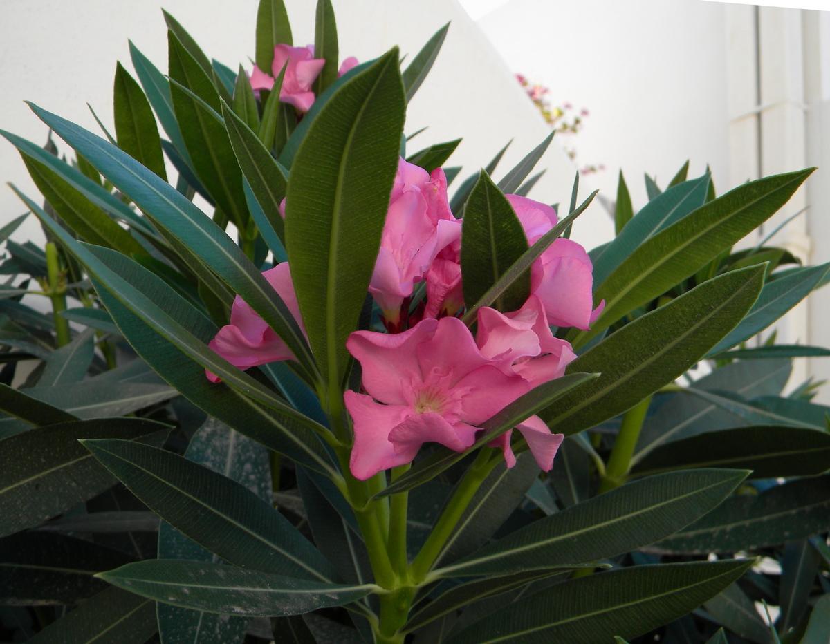 Image of Nerium oleander specimen.