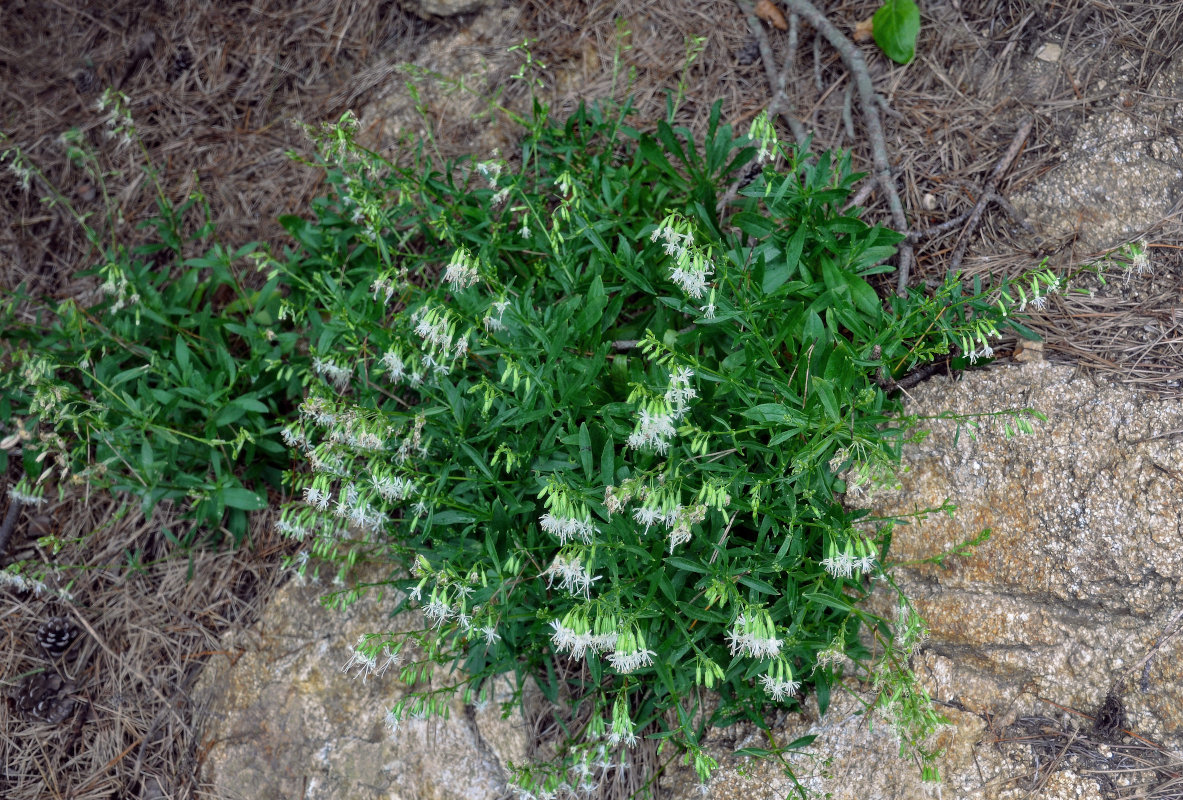 Image of Silene foliosa specimen.