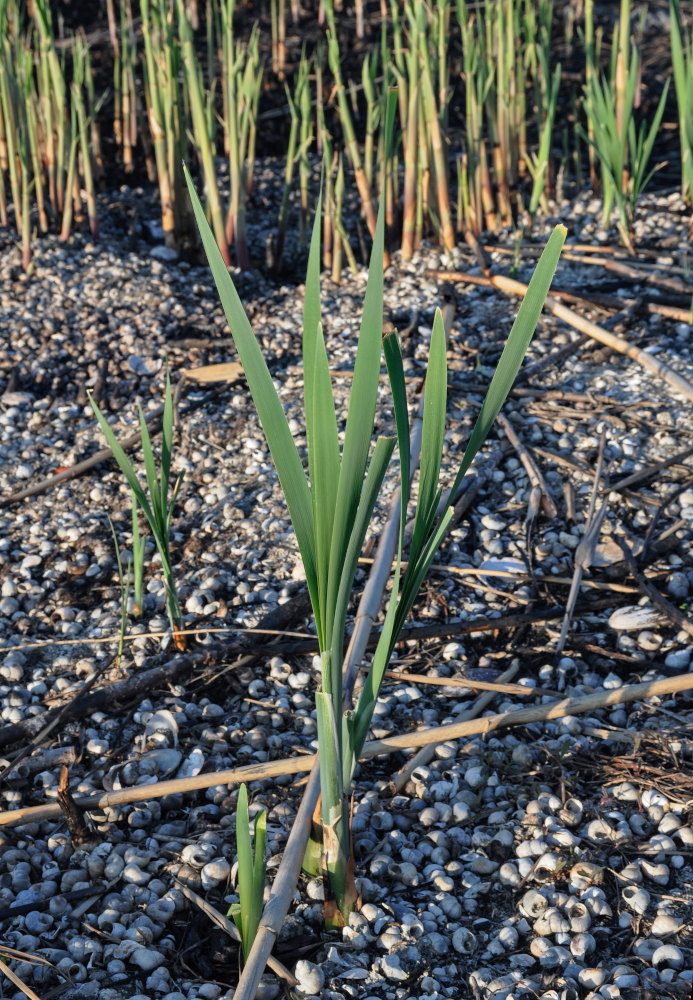 Изображение особи Typha latifolia.