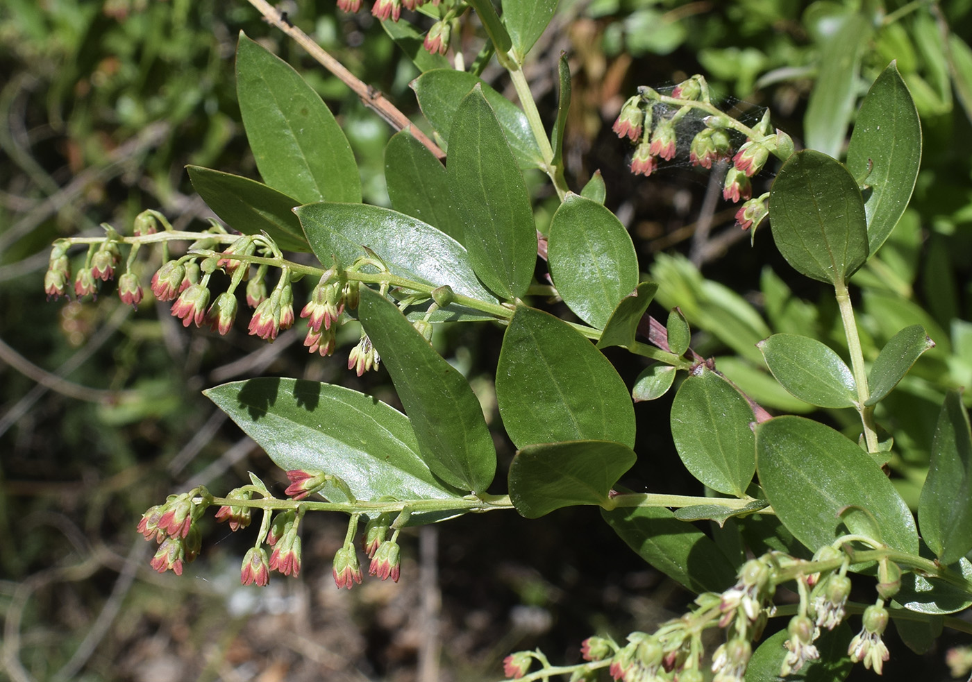 Image of Coriaria myrtifolia specimen.