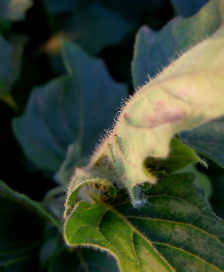 Image of Solanum physalifolium specimen.